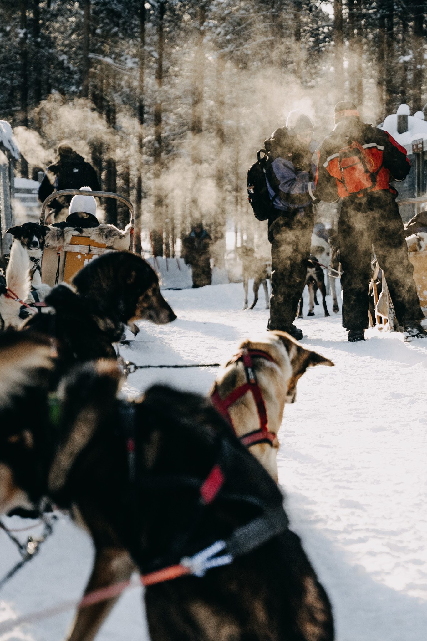 Alles wat je moet weten over huskytochten in Lapland