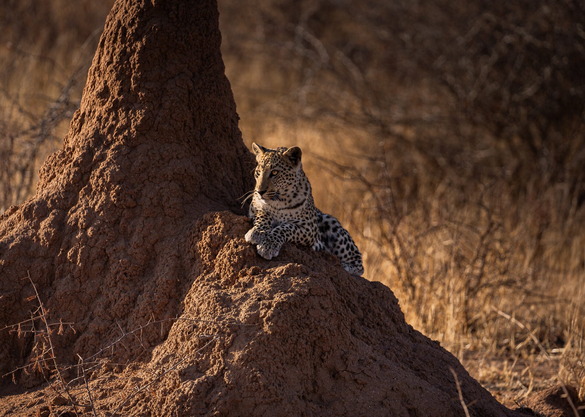 Wat is beste reistijd voor Namibië?