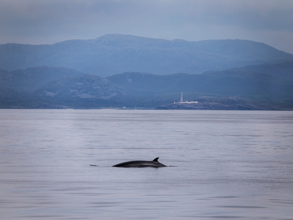 dauphin écosse île de mull