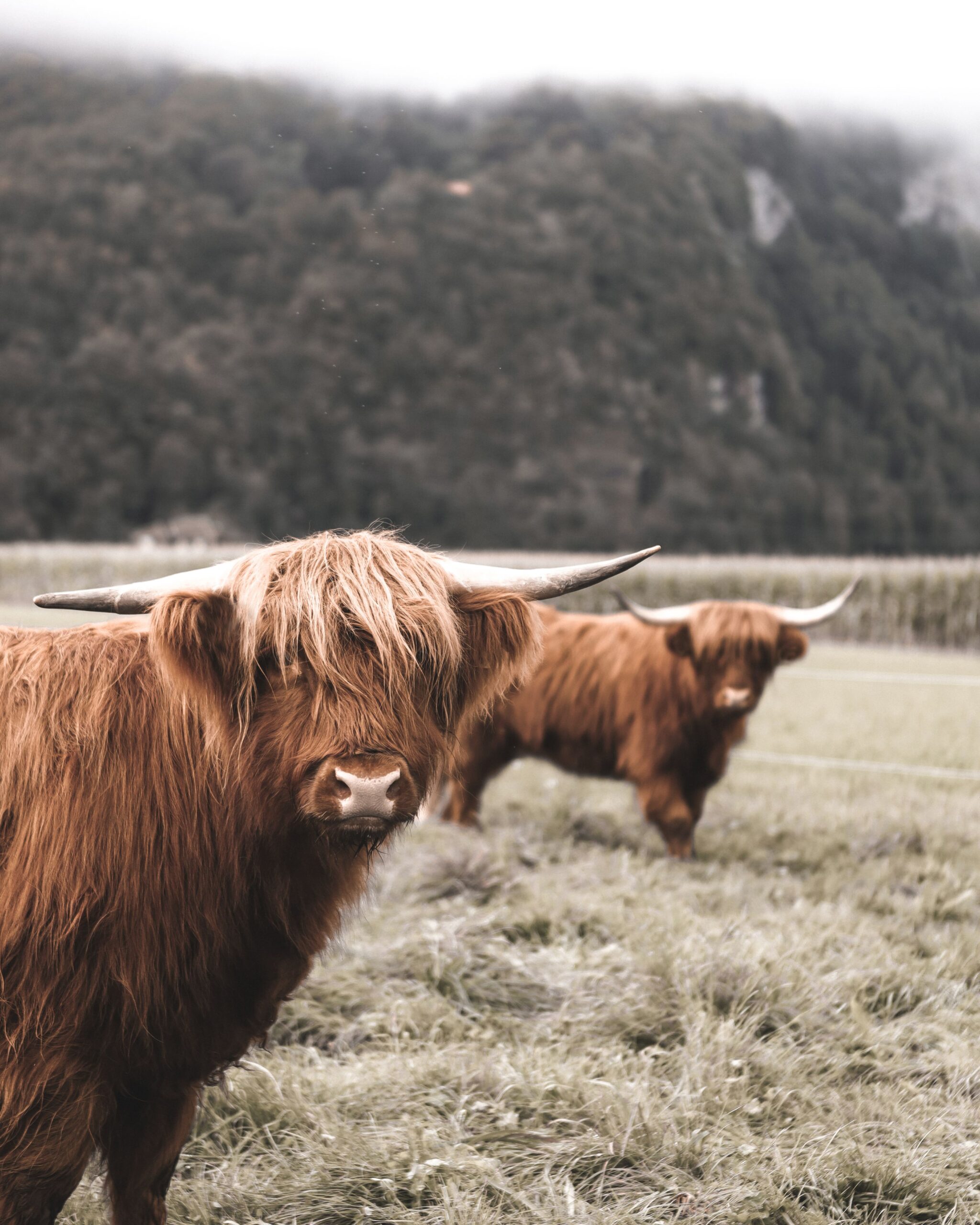 deux vaches écossaises