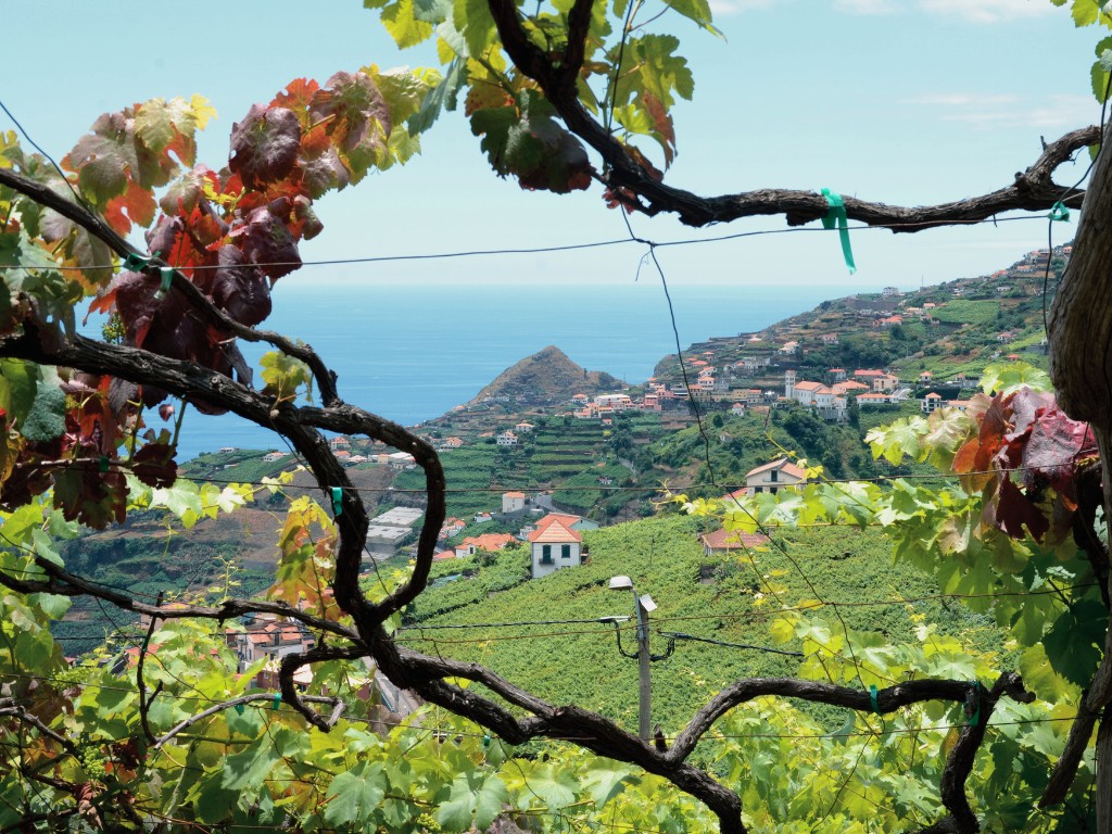 vignes Madère Portugal