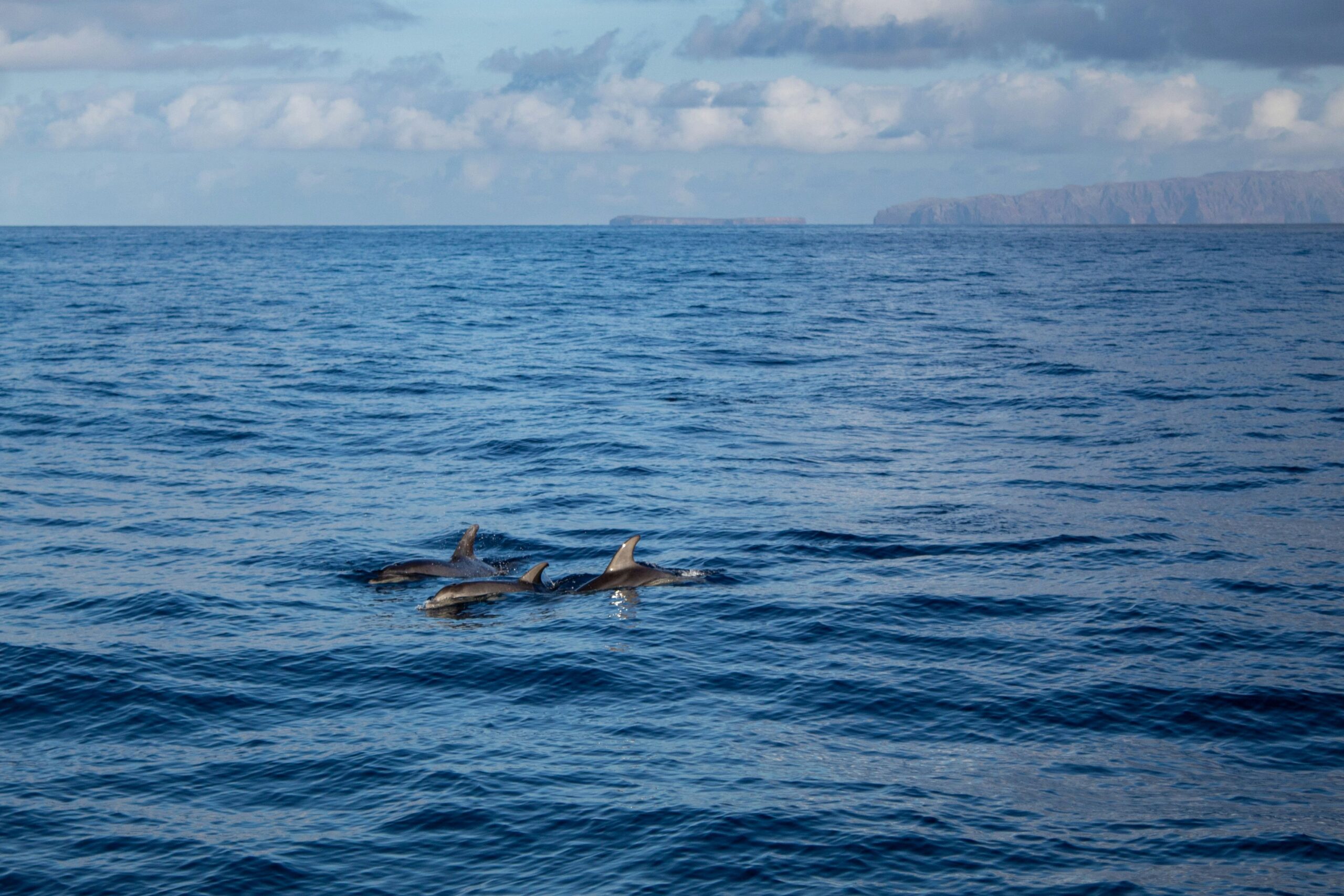 dauphins au large de Madère Portugal