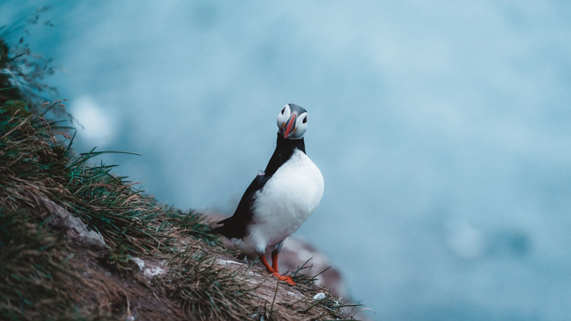 Paysage en Islande avec un macareux