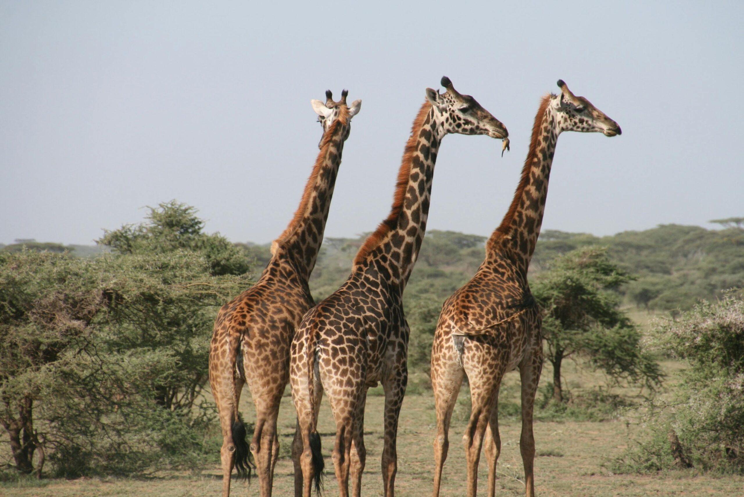 Voyage en Tanzanie avec des girafes