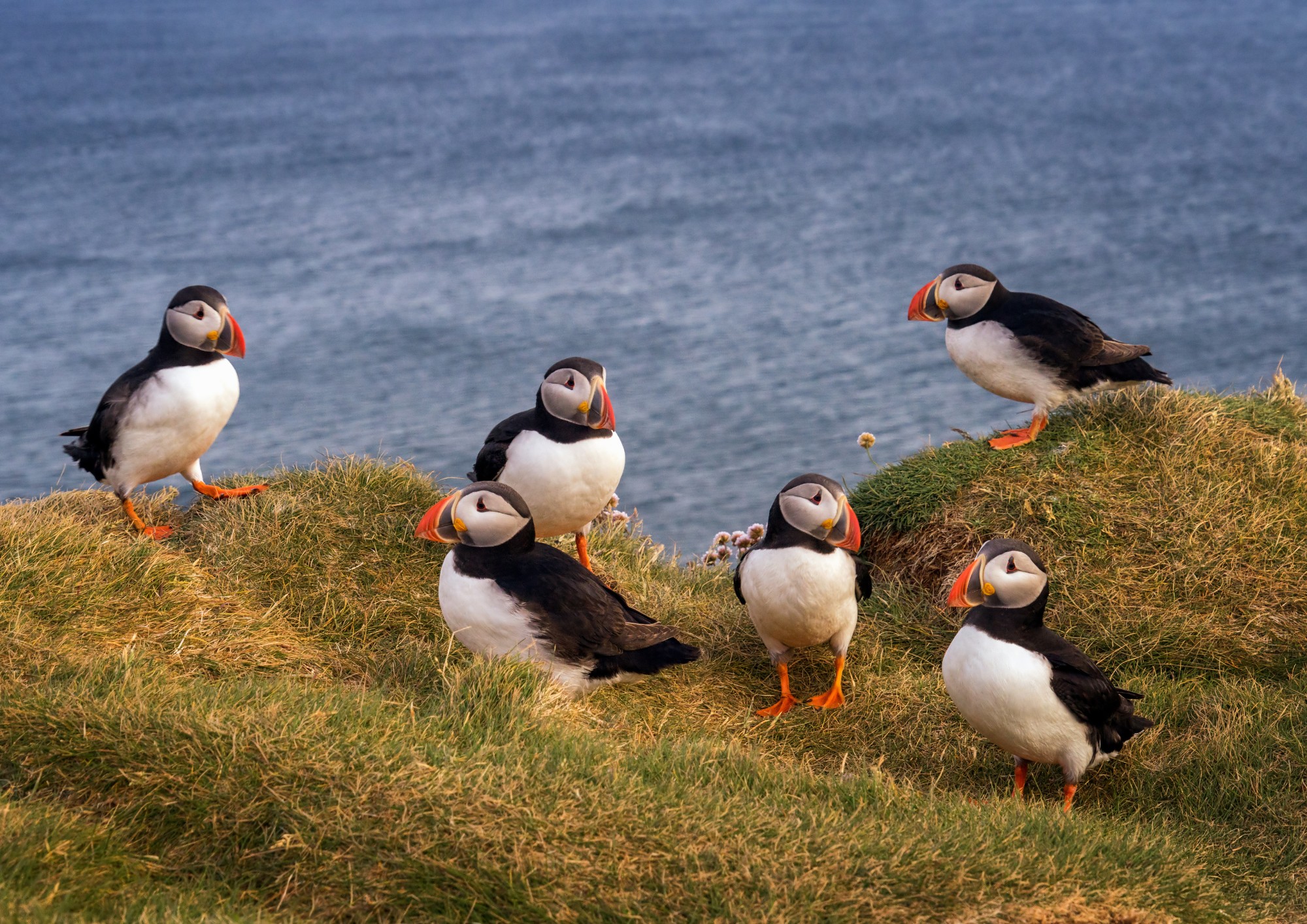 Macareux ou puffins aux îles Lofoten