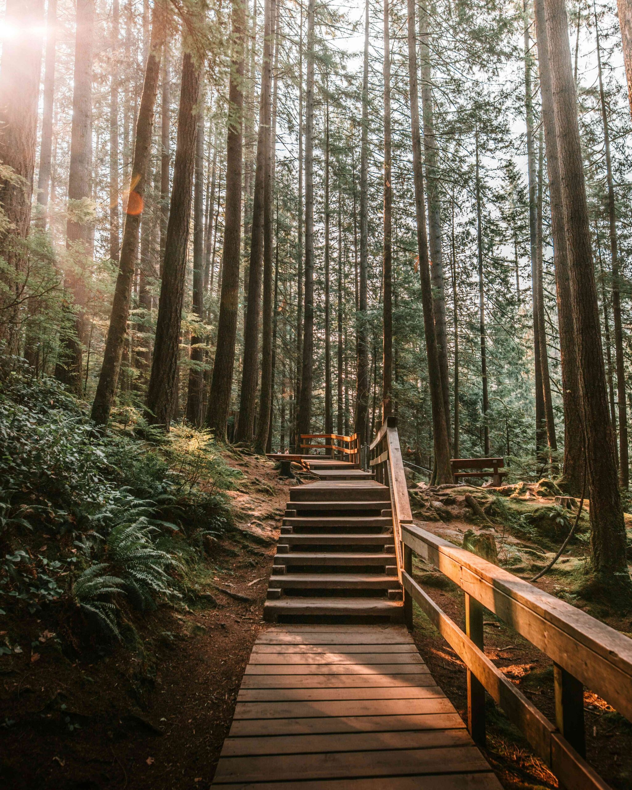 Forêt d'arbres lors d'un voyage au Canada
