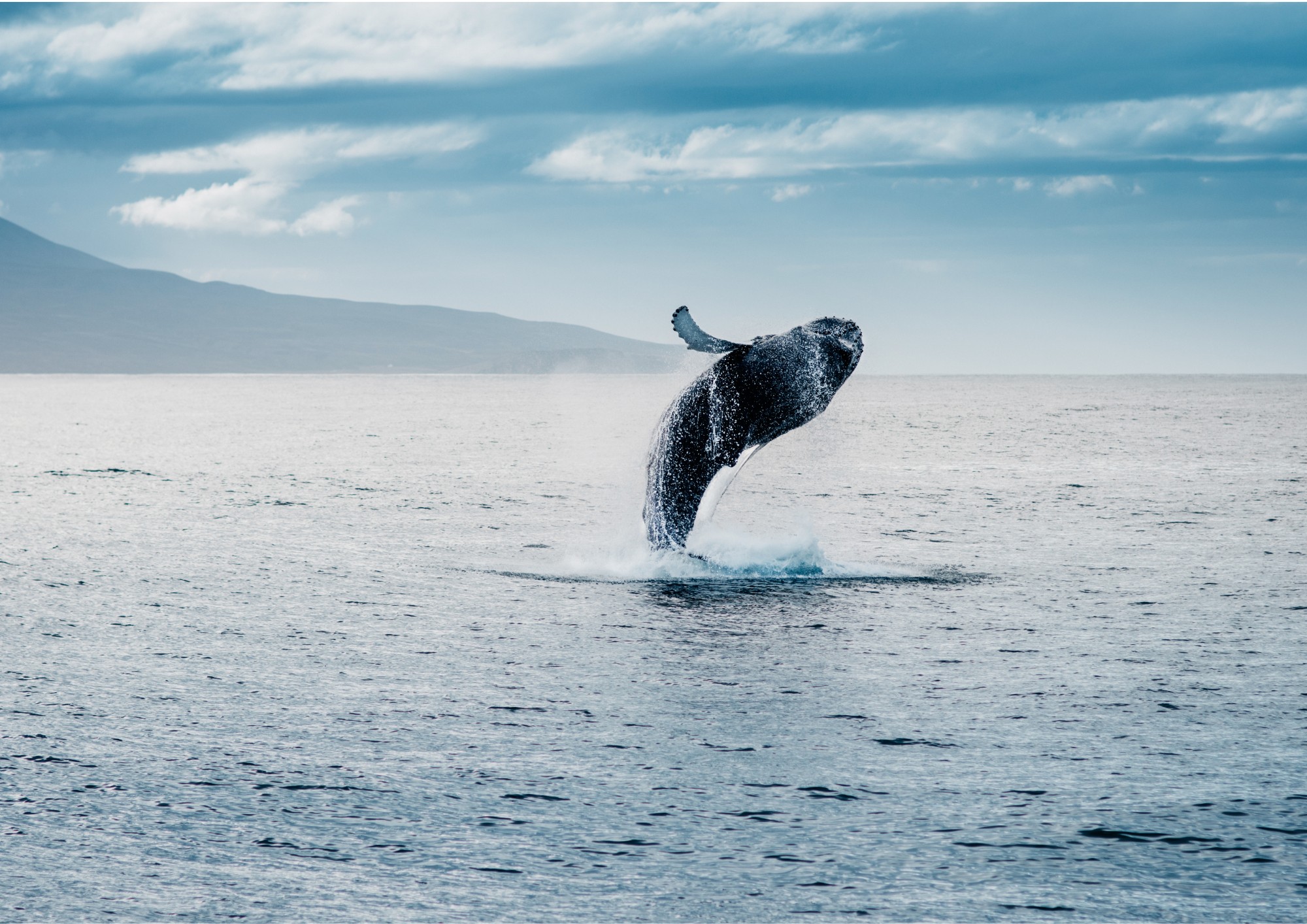 Baleine aux îles Lofoten